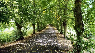 Tree-lined walk in Burton-on-Trent, Staffordshire - credit: Flickr/ John McLinden (CC by N.D 2.0)